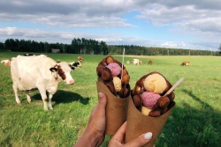 Dvietes īstais lauku saldējums TAKA