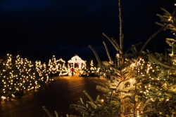 Brīnumainais mežs uz VIZIUM terases Ventspils TIC