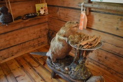 Bebra ekspozīcija Augšdaugavas novada Tūrisma nodaļa