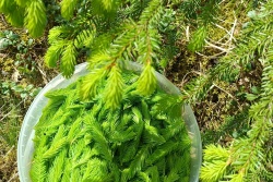 Atpūtas un ceļojumu piedāvājumi 17.02.2026 - 22.02.2026 Meistarklase “Skujas” Valmieras novadā Valmieras novada Tūrisma pārvalde