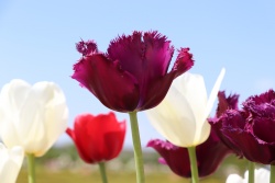 Sieviešu diena Bauskā – īpašie piedāvājumi Bauskas TIC