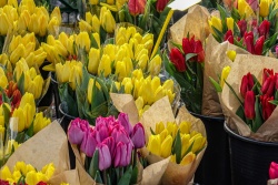 Atpūtas un ceļojumu piedāvājumi 02.03.2026 - 08.03.2026 Tematiskais gadatirgus “Esi kā puķe!” Ventspils TIC