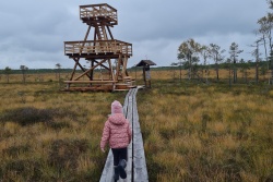 Vasenieku purva laipa Ventspils TIC