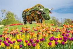 Pavasara pastaiga ziedošājā Ventspilī Ventspils TIC