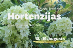 Atpūtas un ceļojumu piedāvājumi 12.08.2026 - 19.08.2026 Hortenziju izstāde Valmieras muzejā Valmieras novada Tūrisma pārvalde