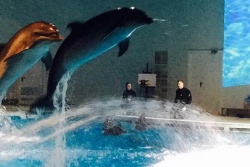 Brīvdiena Klaipēdas Delfinārijā