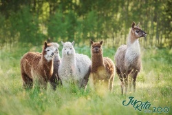 JuRita mini Zoo Augšdaugavas novada Tūrisma nodaļa