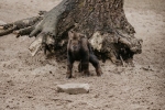 Rīgas Zoodārza pavasara vēstnesis – mišmi takinu mazulis