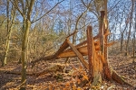 «Gjensidige» rezervējusi vairāk nekā 2 miljonus eiro par vētras nodarītajiem postījumiem Baltijā