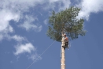 Arborista ieteikumi, kā aprūpēt piemājas kokus, lai vējā lūstoši zari nesabojātu īpašumu