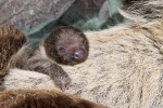 Rīga ZOO sliņķi neslinko – piedzimis mazulis!