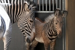 Rīga ZOO pirmo reizi piedzimis Grevi zebru mazulis!