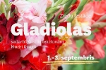 Valmieras muzeja Garšaugu dārzā būs skatāma ziedu izstāde «Gladiolas»